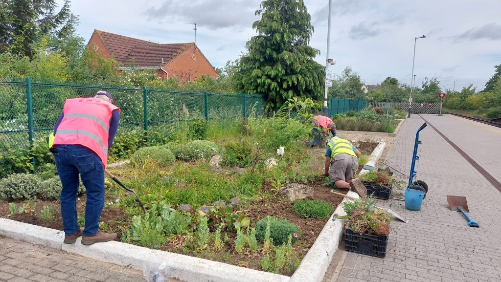 Volunteers weeding garden